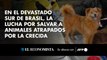 En el devastado sur de Brasil, la lucha por salvar a animales atrapados por la crecida