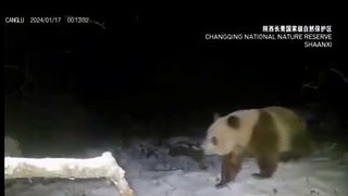 Panda castanho raro avistado na China pela 1.ª vez em 6 anos