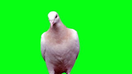 WHITE DOVE GREEN SCREEN