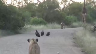 El incómodo encuentro entre dos leonas, varios buitres, una hiena y una jirafa