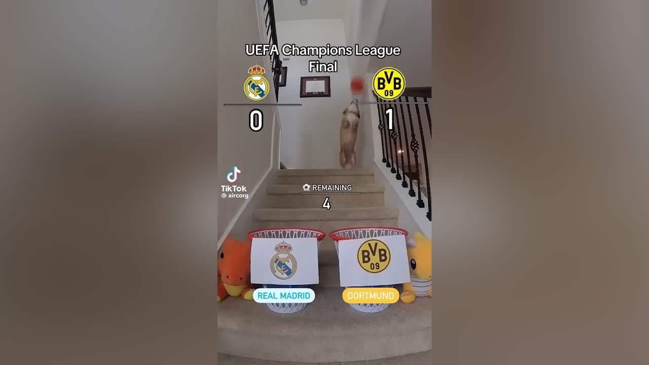 Un perro pronostica el resultado de la final de Champions: atentos madridistas porque tiene miga