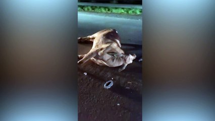 Vídeo chocante mostra pessoas cortando carne de vaca atropelada em rodovia no Tocantis