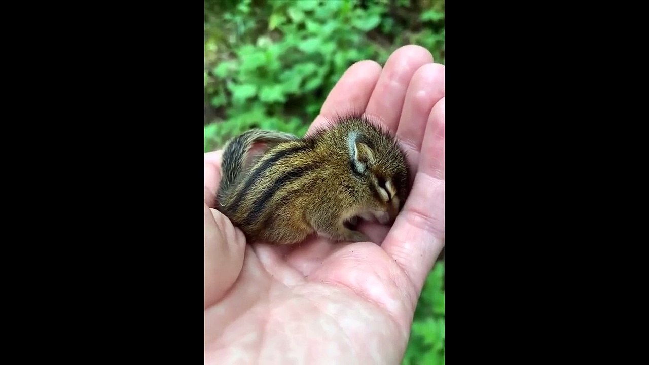 Cute Baby Animals Videos Compilation _ Funny and Cute Moment of the Animals #30 - Cutest Animals