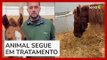 Vídeo mostra recuperação do cavalo caramelo, resgatado de telhado no RS