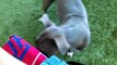 Old film❤️Cherry 3y A578797 American Staffordshire Terrier Silly Back Scratching . Sit, Lay Down while playing Hide & Seek at Pima Animal Care Center❤️4000 N. Silverbell Tucson AZ 520-724-5900 on 4-5-2017adopted4-28-2017