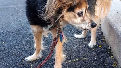 Ozzyta freaks out when lady snuck up on us & walked by(~2.15 of video); She did surprisingly good VID_20240509_183046506