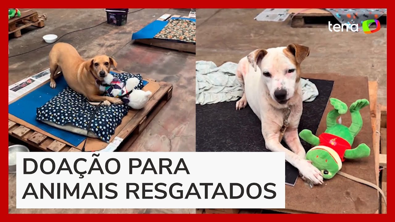 Cachorros resgatados ganham brinquedos de pelúcia e se divertem em abrigo no RS