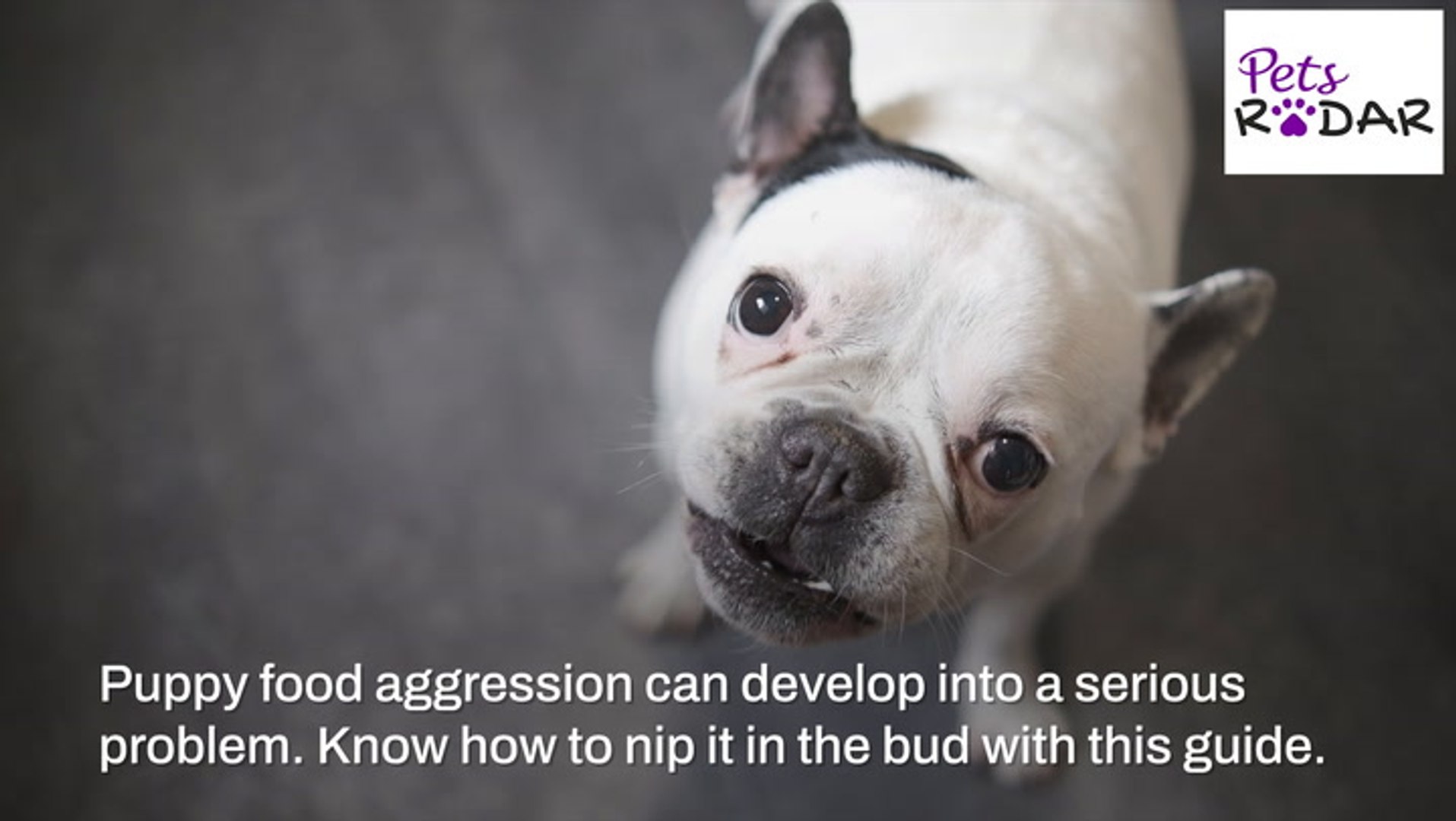 ⁣Tips On Stopping Food Aggression In Puppies