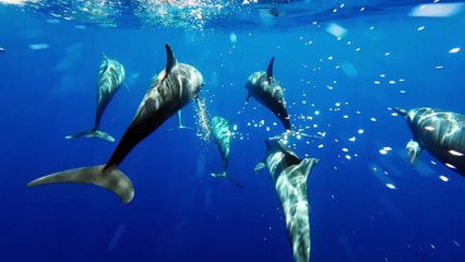 【30頭のイルカ・クジラをデザイン】「ICERC Japan」コラボレーション30周年