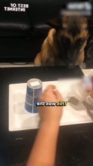 You Won't Believe How This Dog Reacts! Hilarious Prank Goes Viral