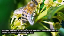Information about _ Honey Bees _ Teacher Aide _ Australia  _ English_ Endangered