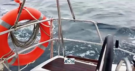 Un grupo de orcas 'gladis' hunde en el Estrecho un velero mandado por un patrón de Tenerife