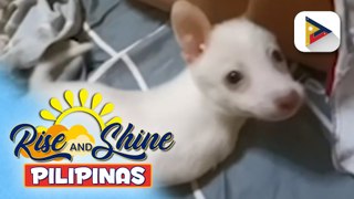 Mga cute dogs without front legs, kilalanin