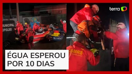 Égua é resgatada após ficar presa por dez dias em prédio em São Leopoldo