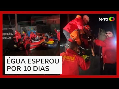 Égua é resgatada após ficar presa por dez dias em prédio em São Leopoldo