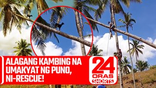 Alagang kambing na umakyat ng puno, ni-rescue! | 24 Oras Weekend Shorts