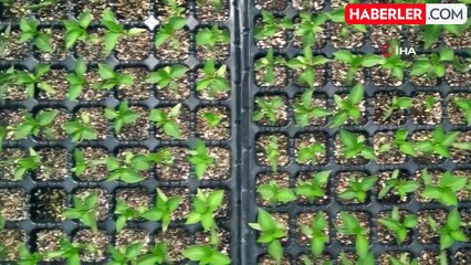 Liselilerin serada yetiştirdiği sebzeler sofrada