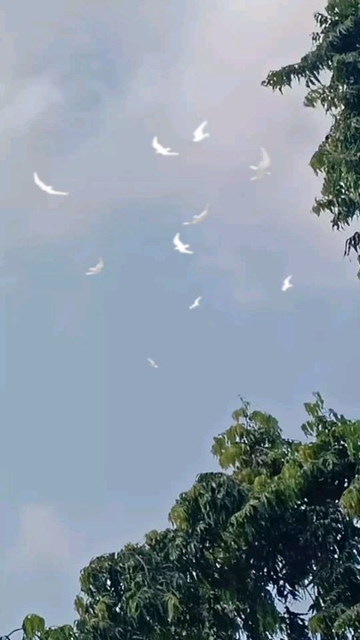 Burung berputar