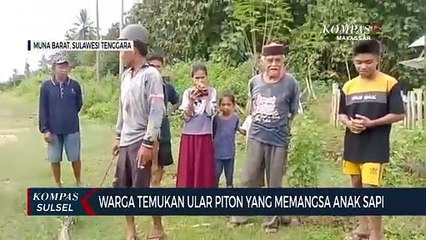Warga Temukan Ular Piton Yang Memangsa Anak Sapi