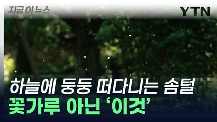 "곰 인형 솜 터진 줄"…그건 꽃가루가 아닙니다 [지금이뉴스] / YTN