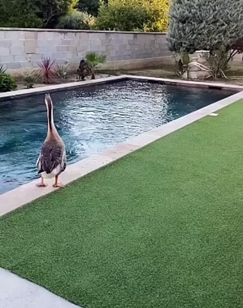 Entertainment