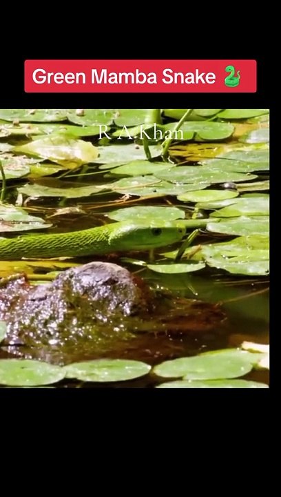 Animal documentary