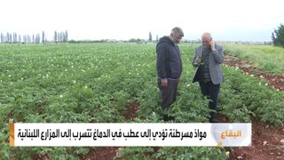 شبكة إجرامية تدخل أطنانا من المبيدات الحشرية إلى لبنان لاستخدامها كأدوية زراعية