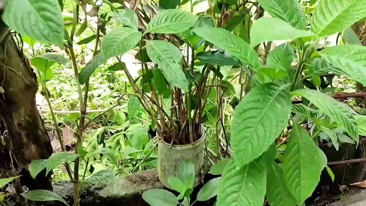 Backyard Farm 