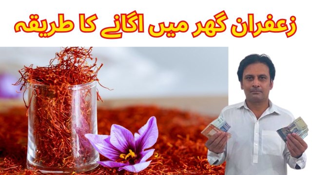 Zafran ki kasht kaise karain | Zafran ki kasht in Pakistan | Zafran ke fayde | Arshads Kitchen