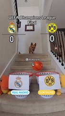 Sevgili dostumuzun tahmini sizce bu sefer gerçekleşecek mi?