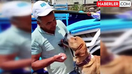 Ayvacık'ta köpek annelik yapıyor