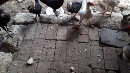Anak ayam lagi makan