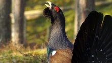 The Capercaillie: Close Up HD Footage (Tetrao urogallus)