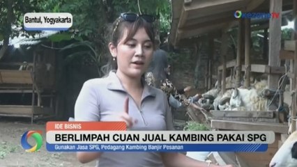 Berlimpah Cuan Jual Kambing Pakai SPG Cantik