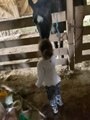 Girl Feeds Pet Horse With Treats