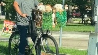 Man Carries Puppies in Basket on Cycle