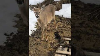 Cat Extends Paw Towards Deer to Interact With Them