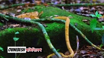 সাপের দ্বীপ ব্রাজিল | রহস্যময় খবর | island of snakes | snake video | bangla infotainment