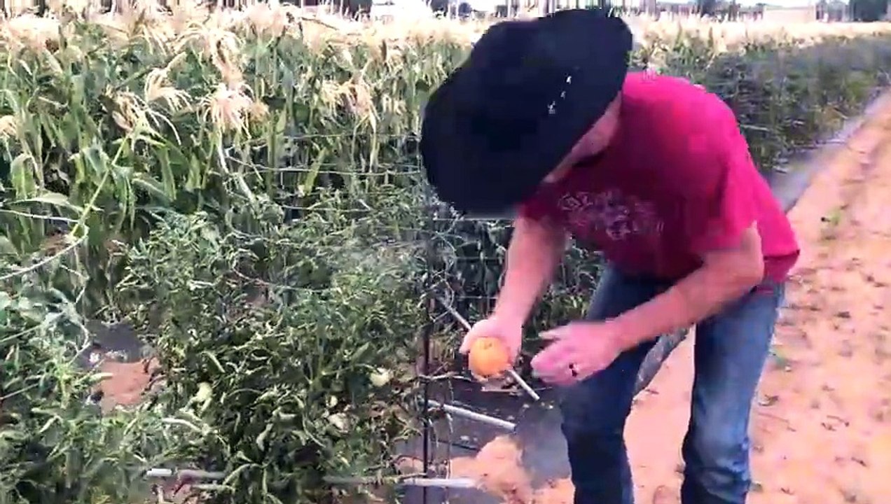 Fried Green Tomatoes - Crispy Classic Dish