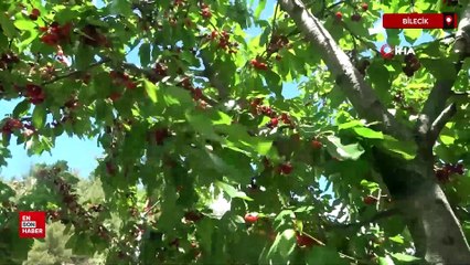 Türkiye’de ikinci kiraz hasadı Bilecik’te gerçekleştirildi