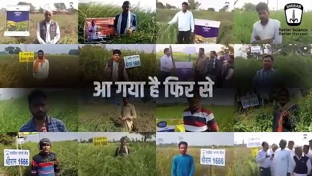 Maximize Yields: Shriram 1666 Mustard Seeds