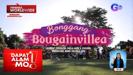 Iba’t ibang kulay at variety ng bougainvillea, silipin | Dapat Alam Mo!