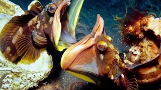 15 TERRIFYING Sea Monsters