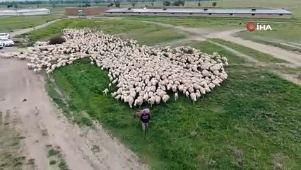 Bu görüntüler NatGeo Wild'tan değil, Sivas'tan geldi