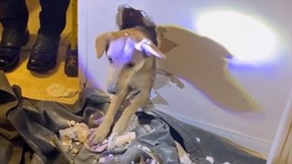 Firefighters called to rescue dog - who got stuck in wall