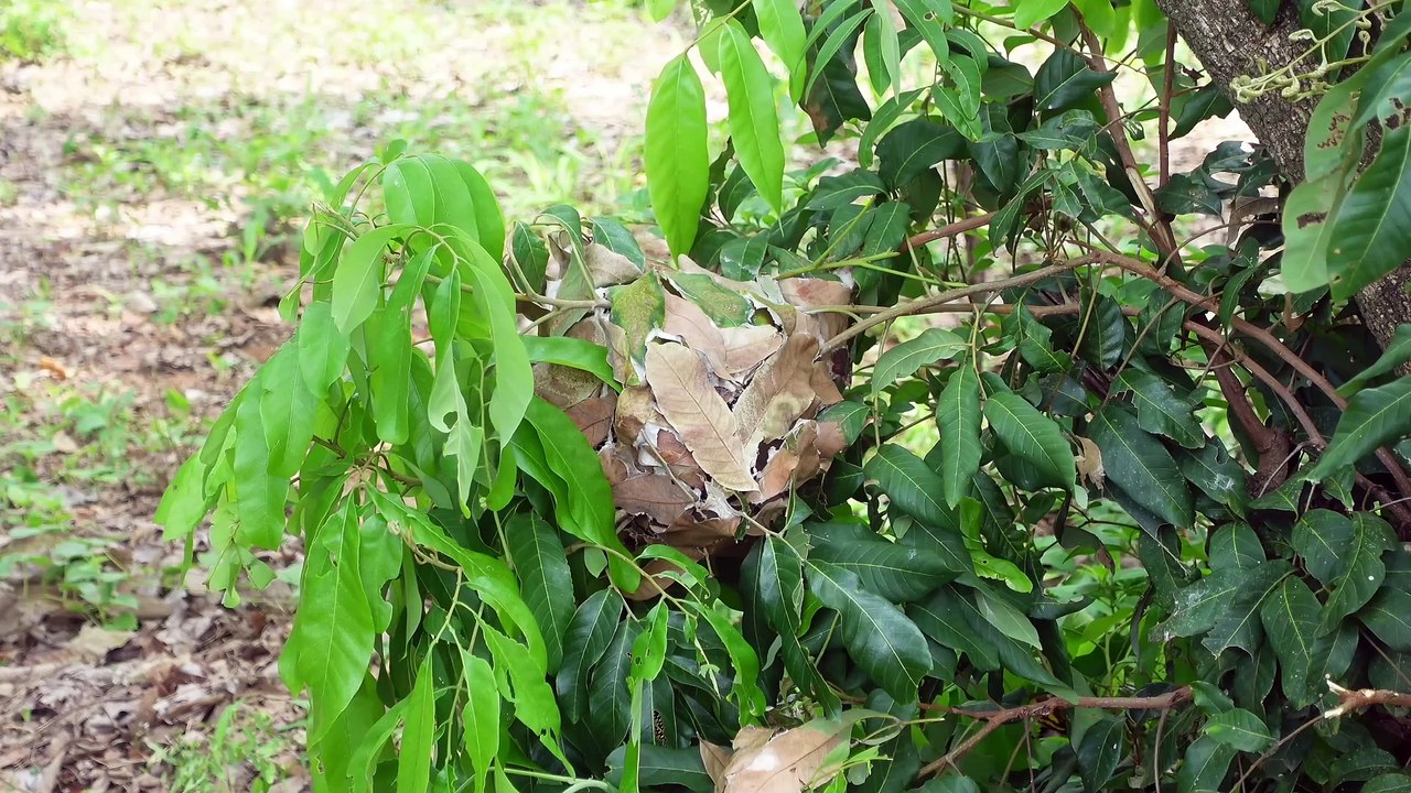 Alles wächst wie Schaum!
