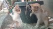 Relax: Kittens being funny playful chill. Days AFTER rescue  Meow Purr Cat videos Cute cats