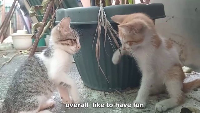 Relax: Kittens being funny playful chill. Days AFTER rescue Meow Purr Cat videos Cute cats