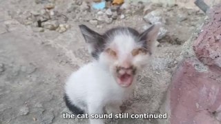 Unwanted Kitten Losing SIGHT is Pure NIGHTMARE...     Meow Cat Rescue Cat videos Purr