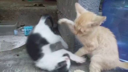 Amazing AIKIDO  throw by kitten..    Meow Cute Cats Purr Cat Videos Funny cat videos